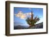 California. Bristlecone Pine Tree in White Mountains-Jaynes Gallery-Framed Photographic Print