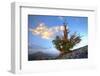 California. Bristlecone Pine Tree in White Mountains-Jaynes Gallery-Framed Photographic Print