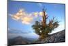California. Bristlecone Pine Tree in White Mountains-Jaynes Gallery-Mounted Photographic Print