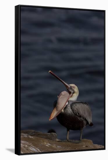 California Brown Pelican (Pelecanus Occidentalis Californicus)-Lynn M^ Stone-Framed Stretched Canvas