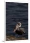 California Brown Pelican (Pelecanus Occidentalis Californicus)-Lynn M^ Stone-Framed Photographic Print