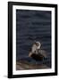 California Brown Pelican (Pelecanus Occidentalis Californicus)-Lynn M^ Stone-Framed Photographic Print