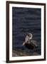 California Brown Pelican (Pelecanus Occidentalis Californicus)-Lynn M^ Stone-Framed Photographic Print