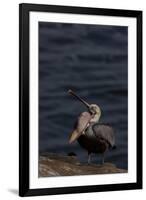 California Brown Pelican (Pelecanus Occidentalis Californicus)-Lynn M^ Stone-Framed Photographic Print