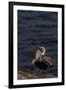 California Brown Pelican (Pelecanus Occidentalis Californicus)-Lynn M^ Stone-Framed Photographic Print