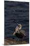 California Brown Pelican (Pelecanus Occidentalis Californicus)-Lynn M^ Stone-Mounted Photographic Print