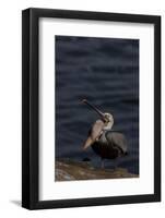 California Brown Pelican (Pelecanus Occidentalis Californicus)-Lynn M^ Stone-Framed Photographic Print