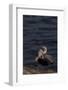 California Brown Pelican (Pelecanus Occidentalis Californicus)-Lynn M^ Stone-Framed Photographic Print