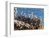California brown pelicans, Pelecanus occidentalis, Avila Beach, California, USA-Russ Bishop-Framed Photographic Print