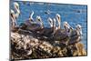 California brown pelicans, Pelecanus occidentalis, Avila Beach, California, USA-Russ Bishop-Mounted Photographic Print