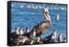 California brown pelicans, Pelecanus occidentalis, Avila Beach, California, USA-Russ Bishop-Framed Stretched Canvas