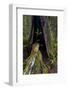 California. Burned Out Redwood and New Growth, Lady Bird Johnson Grove-Judith Zimmerman-Framed Photographic Print