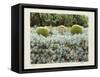 California Cactus Garden 1975-Theo Westenberger-Framed Stretched Canvas