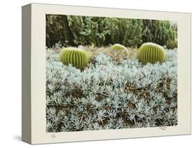 California Cactus Garden 1975-Theo Westenberger-Stretched Canvas