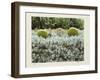 California Cactus Garden 1975-Theo Westenberger-Framed Photographic Print