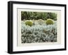 California Cactus Garden 1975-Theo Westenberger-Framed Photographic Print