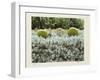 California Cactus Garden 1975-Theo Westenberger-Framed Photographic Print