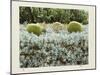 California Cactus Garden 1975-Theo Westenberger-Mounted Photographic Print