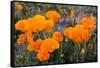California. California Poppies, and Goldfields Blooming in Early Spring in Antelope Valley-Judith Zimmerman-Framed Stretched Canvas