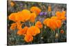 California. California Poppies, and Goldfields Blooming in Early Spring in Antelope Valley-Judith Zimmerman-Stretched Canvas