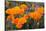 California. California Poppies, and Goldfields Blooming in Early Spring in Antelope Valley-Judith Zimmerman-Stretched Canvas