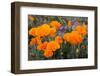 California. California Poppies, and Goldfields Blooming in Early Spring in Antelope Valley-Judith Zimmerman-Framed Photographic Print