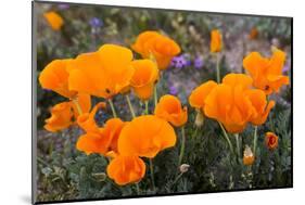 California. California Poppies, and Goldfields Blooming in Early Spring in Antelope Valley-Judith Zimmerman-Mounted Photographic Print