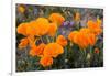 California. California Poppies, and Goldfields Blooming in Early Spring in Antelope Valley-Judith Zimmerman-Framed Premium Photographic Print