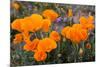 California. California Poppies, and Goldfields Blooming in Early Spring in Antelope Valley-Judith Zimmerman-Mounted Premium Photographic Print