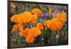 California. California Poppies, and Goldfields Blooming in Early Spring in Antelope Valley-Judith Zimmerman-Framed Photographic Print