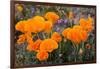 California. California Poppies, and Goldfields Blooming in Early Spring in Antelope Valley-Judith Zimmerman-Framed Photographic Print