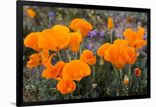 California. California Poppies, and Goldfields Blooming in Early Spring in Antelope Valley-Judith Zimmerman-Framed Photographic Print