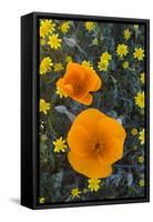 California. California Poppies and Goldfields Blooming in Early Spring in Antelope Valley-Judith Zimmerman-Framed Stretched Canvas