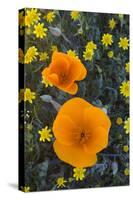 California. California Poppies and Goldfields Blooming in Early Spring in Antelope Valley-Judith Zimmerman-Stretched Canvas