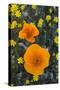 California. California Poppies and Goldfields Blooming in Early Spring in Antelope Valley-Judith Zimmerman-Stretched Canvas