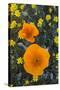 California. California Poppies and Goldfields Blooming in Early Spring in Antelope Valley-Judith Zimmerman-Stretched Canvas