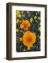 California. California Poppies and Goldfields Blooming in Early Spring in Antelope Valley-Judith Zimmerman-Framed Photographic Print