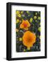 California. California Poppies and Goldfields Blooming in Early Spring in Antelope Valley-Judith Zimmerman-Framed Photographic Print