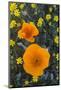 California. California Poppies and Goldfields Blooming in Early Spring in Antelope Valley-Judith Zimmerman-Mounted Photographic Print