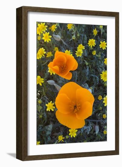 California. California Poppies and Goldfields Blooming in Early Spring in Antelope Valley-Judith Zimmerman-Framed Photographic Print