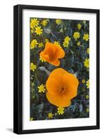 California. California Poppies and Goldfields Blooming in Early Spring in Antelope Valley-Judith Zimmerman-Framed Photographic Print