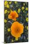 California. California Poppies and Goldfields Blooming in Early Spring in Antelope Valley-Judith Zimmerman-Mounted Photographic Print