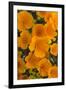 California. California Poppies and Goldfields Blooming in Early Spring in Antelope Valley-Judith Zimmerman-Framed Photographic Print