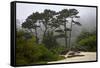 California, Carmel by the Sea. Coastal Trees of Carmel by the Sea-Kymri Wilt-Framed Stretched Canvas