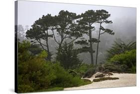 California, Carmel by the Sea. Coastal Trees of Carmel by the Sea-Kymri Wilt-Stretched Canvas