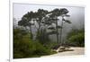 California, Carmel by the Sea. Coastal Trees of Carmel by the Sea-Kymri Wilt-Framed Photographic Print