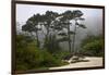 California, Carmel by the Sea. Coastal Trees of Carmel by the Sea-Kymri Wilt-Framed Photographic Print