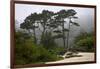 California, Carmel by the Sea. Coastal Trees of Carmel by the Sea-Kymri Wilt-Framed Photographic Print