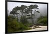 California, Carmel by the Sea. Coastal Trees of Carmel by the Sea-Kymri Wilt-Framed Photographic Print