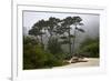 California, Carmel by the Sea. Coastal Trees of Carmel by the Sea-Kymri Wilt-Framed Photographic Print